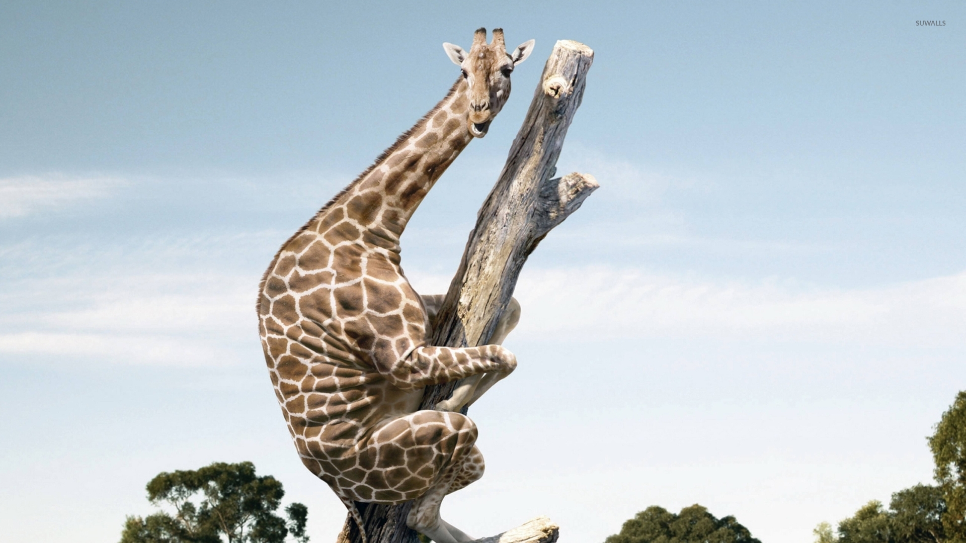 giraffe on a tree trunk 42410 1920x1080