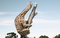 Giraffe on a tree trunk wallpaper 1920x1080 jpg