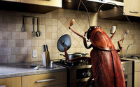 Insect cooking wallpaper 1920x1080 jpg