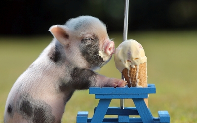 Piglet eating ice cream wallpaper