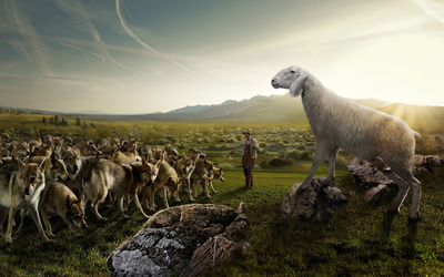 Sheep attacking the wolves wallpaper