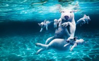 Swimming pigs wallpaper 1920x1080 jpg