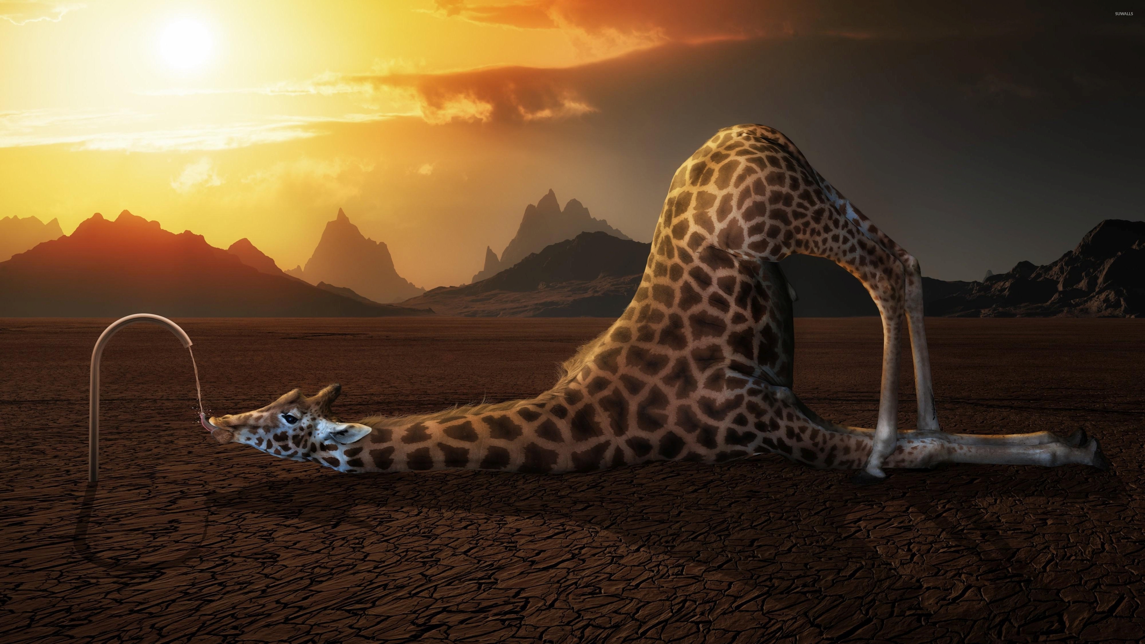Funny Giraffe Pictures wallpapers 46 Wallpapers \u2013 HD Wallpapers