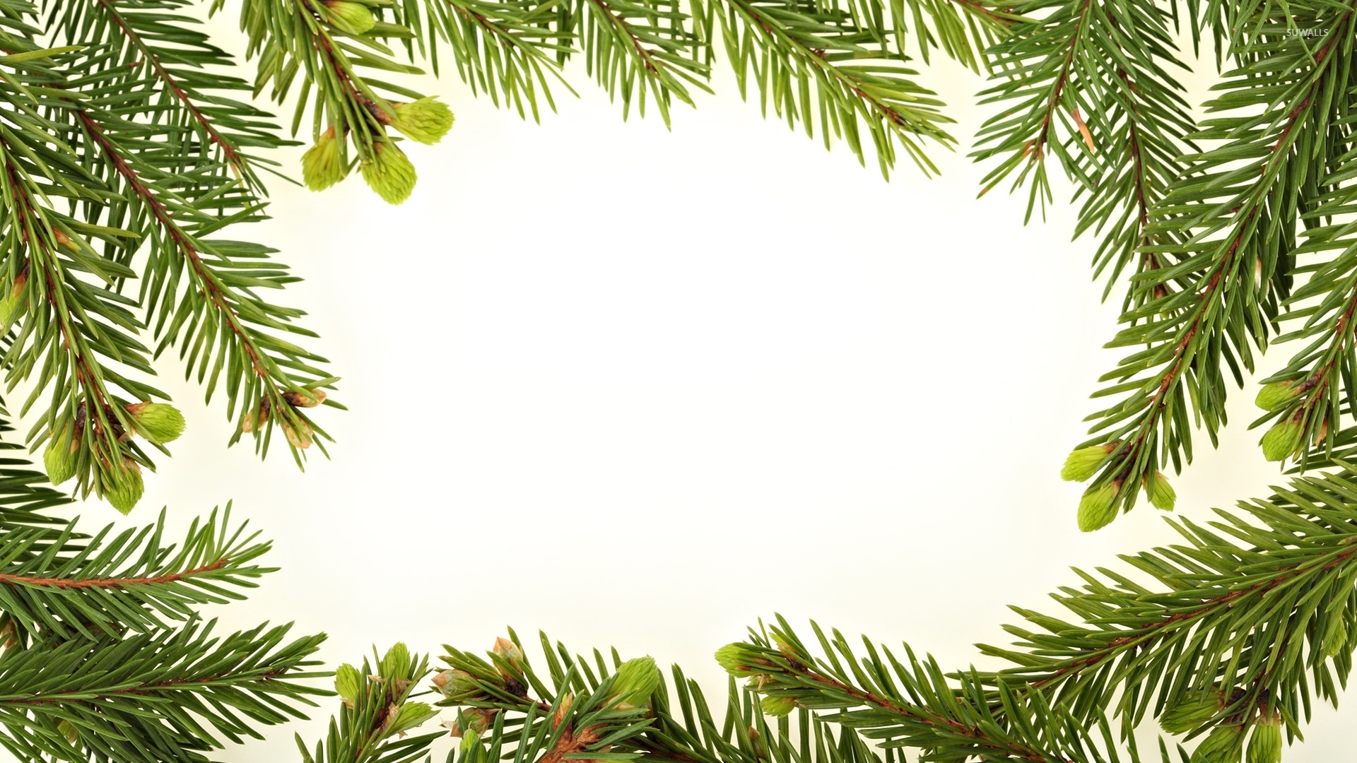 Fir branches wallpaper - Holiday wallpapers - #50659