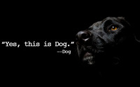 Yes, this is Dog wallpaper 1920x1200 jpg