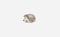 Hedgehog [9] wallpaper 1920x1200 jpg