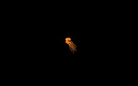 Orange Octopus swimming into the darkness wallpaper 2560x1600 jpg