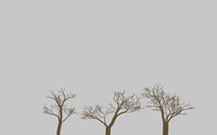 Trees [2] wallpaper 2560x1600 jpg