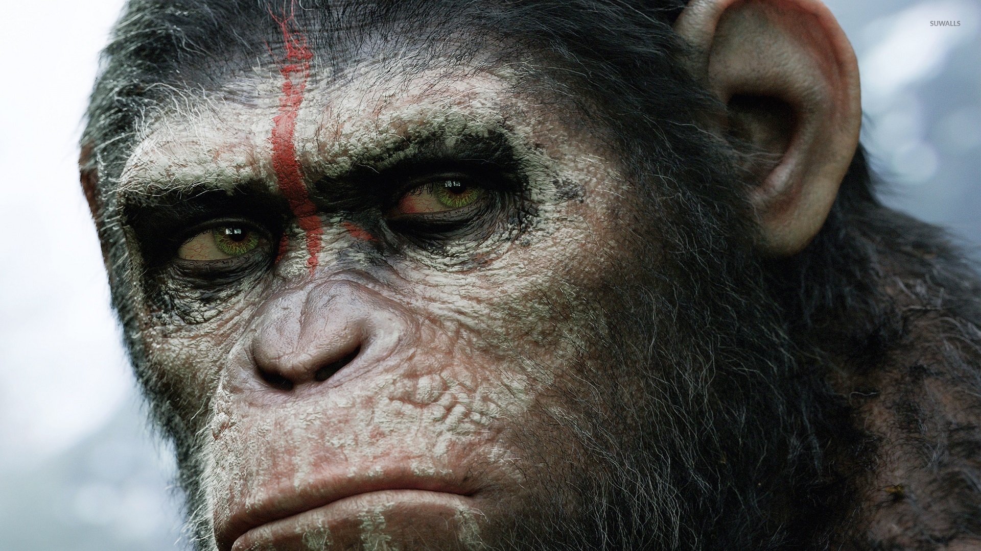 Dawn of the Planet of the Apes wallpaper - Movie wallpapers - #31004