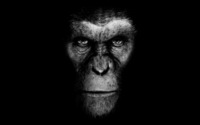 Rise of the Planet of the Apes wallpaper 1920x1200 jpg