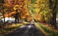 Amazing autumn forest wallpaper 3840x2160 jpg