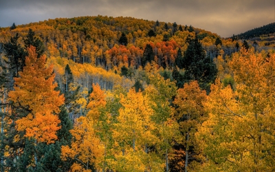 Amazing shades of autumn in the mountain forest wallpaper