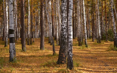 Autumn birch forest [3] wallpaper