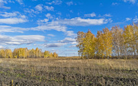 Autumn birch trees on a sunny day wallpaper 1920x1200 jpg