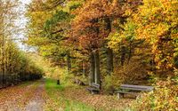 Autumn forest wallpaper 2880x1800 jpg