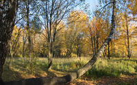 Autumn forest [4] wallpaper 3840x2160 jpg