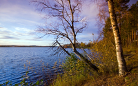 Autumn forest aside the lake wallpaper 2560x1600 jpg