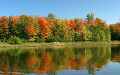 Autumn forest by the calm lake wallpaper