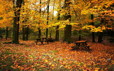 Autumn  in the forest wallpaper