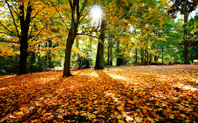Autumn in the forest Wallpaper
