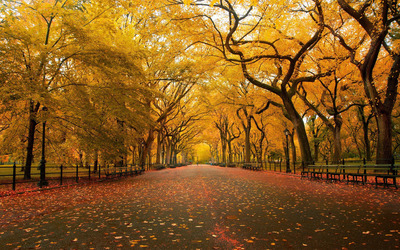 Autumn in the park wallpaper