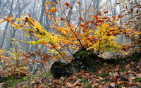 Autumn leaves [22] wallpaper 3840x2160 jpg