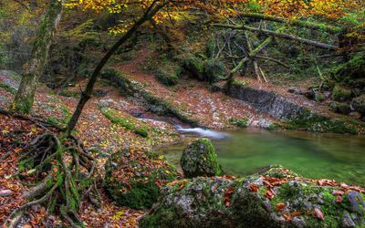 Autumn leaves in the mossy forest wallpaper