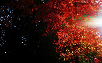Autumn maple leaves in the trees wallpaper
