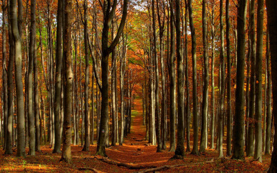 Autumn path through the forest wallpaper