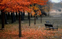 Autumn trees in the park wallpaper 1920x1080 jpg