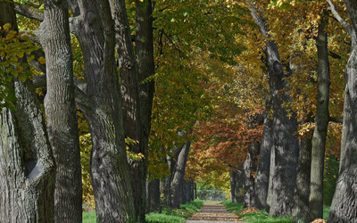 Autumn trees on the path to the fence Wallpaper