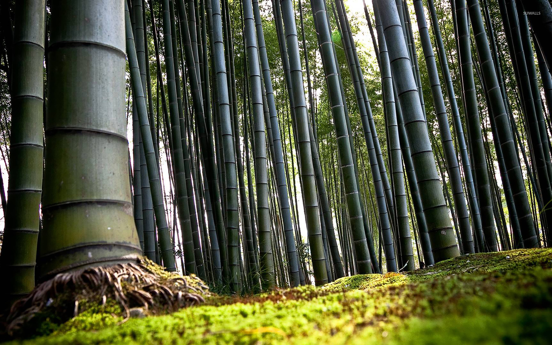 Bamboo Forest Wallpaper Nature Wallpapers