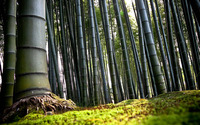 Bamboo forest wallpaper 1920x1200 jpg