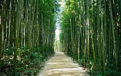 Bamboo forest in Korea wallpaper