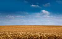 Barley field wallpaper 2880x1800 jpg