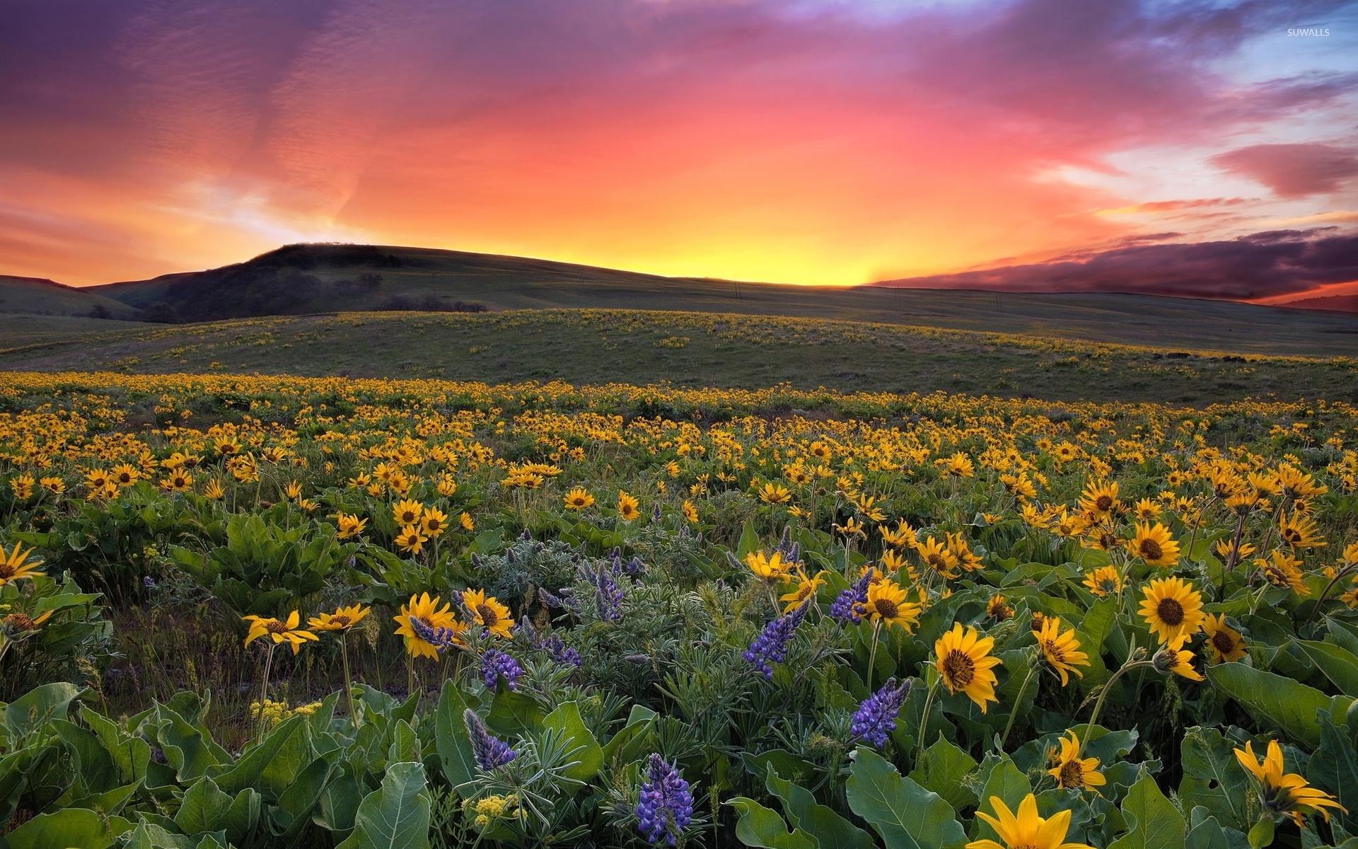 Beautiful Sunset Over The Sunflowers Wallpaper Nature Wallpapers