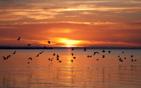 Birds flying at sunset wallpaper 1920x1200 jpg