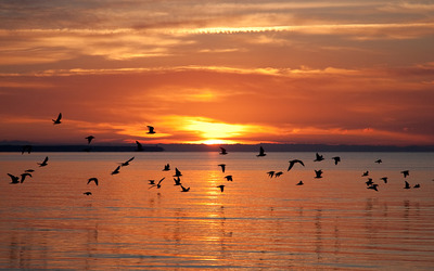 Birds flying at sunset wallpaper