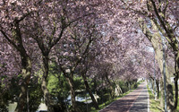 Blossoming alley wallpaper 2880x1800 jpg