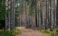 Dense forest wallpaper 3840x2160 jpg