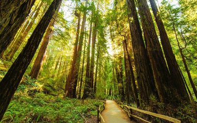 Fenced road through the redwood trees Wallpaper