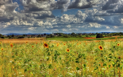 Fluffy clouds over the sunflowers wallpaper