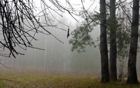 Fog in the forest wallpaper 3840x2160 jpg