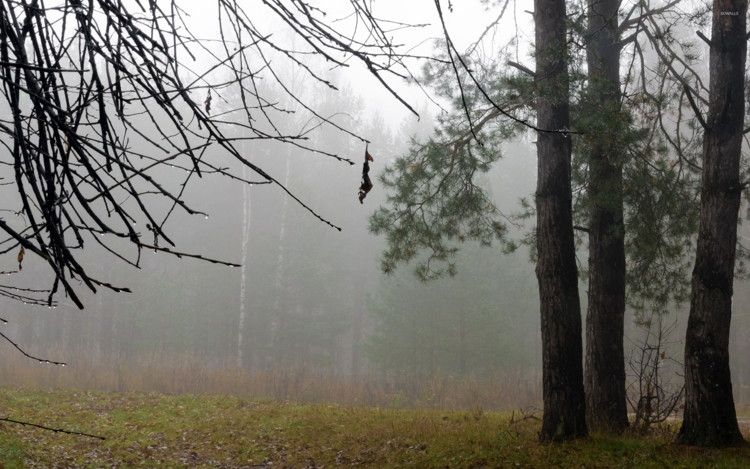 Fog In The Forest Wallpaper Nature Wallpapers