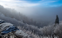 Fog in the snowy forest wallpaper 2560x1600 jpg