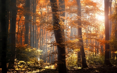 Foggy autumn forest [3] Wallpaper