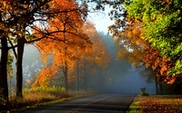 Foggy autumn forest [2] wallpaper 2560x1600 jpg