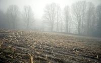 Foggy field [3] wallpaper 1920x1200 jpg