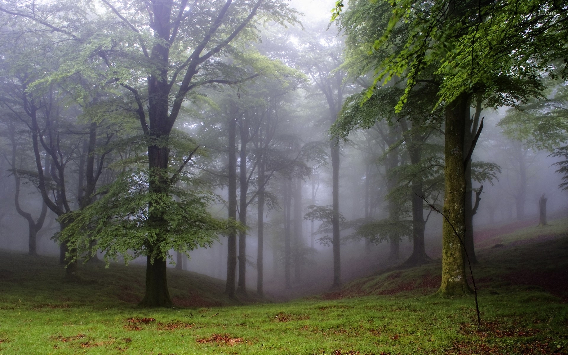 foggy-forest-35401-1920x1200.jpg