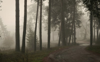 Foggy forest [3] wallpaper 3840x2160 jpg